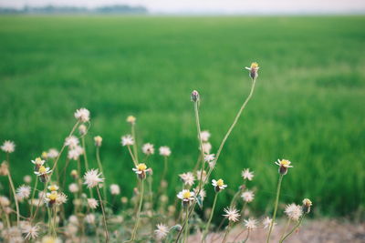 Close-up of white flowering plants on field