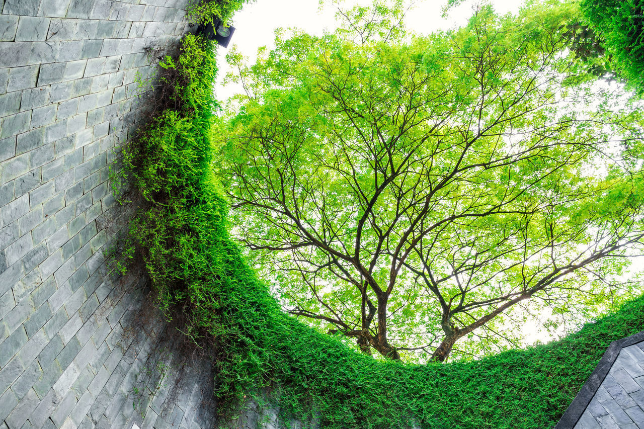 TREES ON WALL