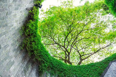 Ivy growing on wall