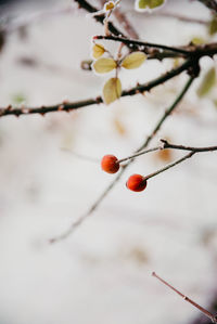 Close-up of red berries growing on tree