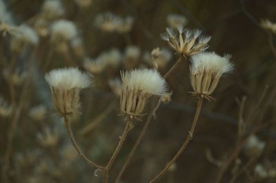 Close-up of flowers against blurred background