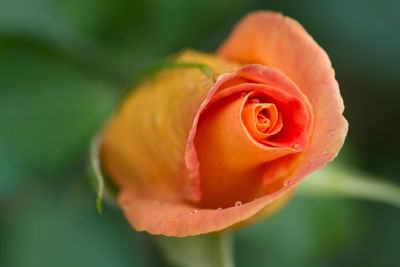 Close-up of rose