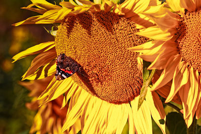 Close-up of honey bee pollinating on sunflower