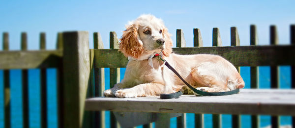 Light brown cocker spaniel dog lying on a table with a fence and lake ontario in the background.