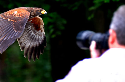 Rear view of photographer photographing eagle