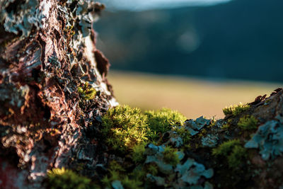 Close-up of moss on rock