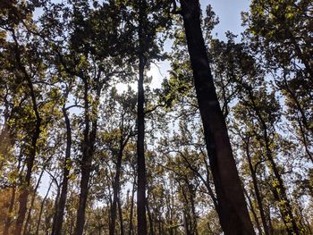 Low angle view of bamboo trees in forest