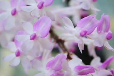 Close-up of pink cherry blossoms