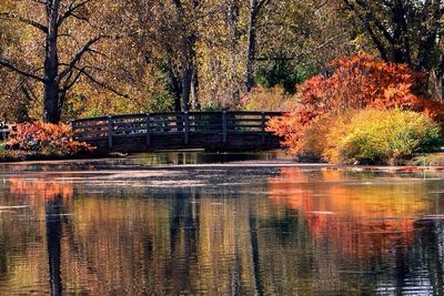 Trees by lake in forest during autumn