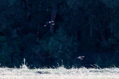 Bird flying over a forest