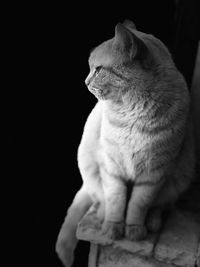 Close-up of cat sitting against black background