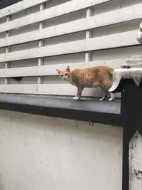 Cat standing against wall