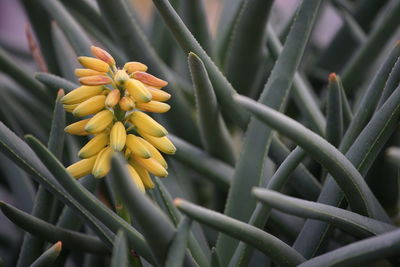 Close-up of yellow flowering plant