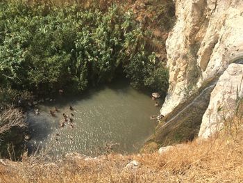 Scenic view of river amidst trees