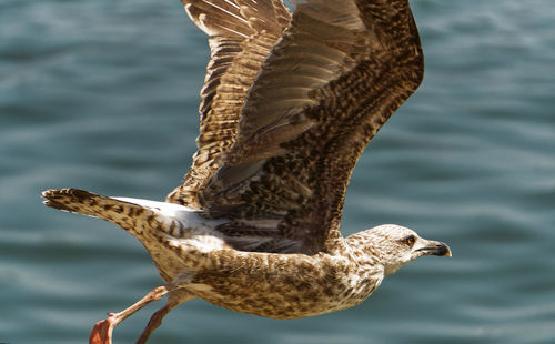 Close-up of seagull flying over sea