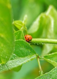 Close-up of ladybug on leaf