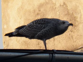 Close-up of bird perching outdoors