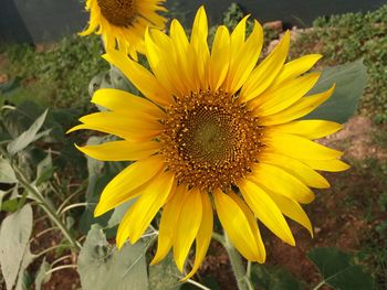 Close-up of sunflower in field