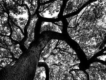 Low angle view of trees in forest