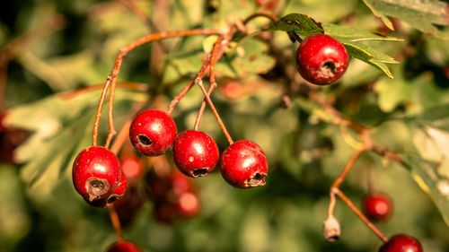 Close-up of red cherries growing on plant