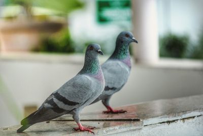 Close-up of bird perching on wall