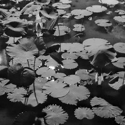 Leaves floating on water
