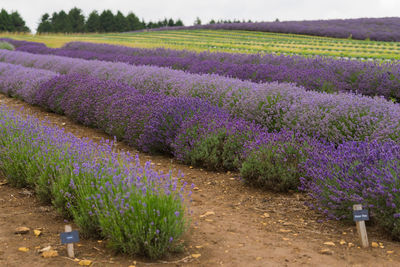 Purple flowering plants on field
