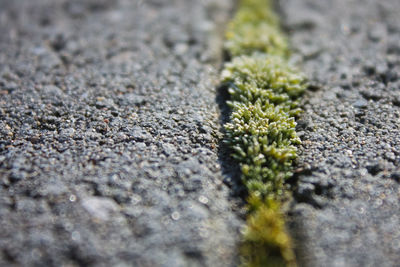 Close-up of lichen on ground