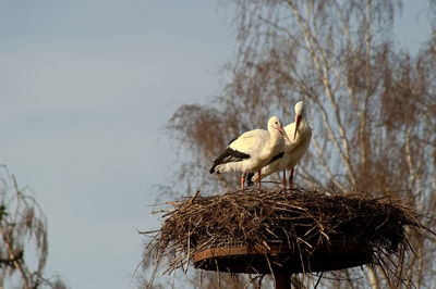 Bird perching on nest against sky