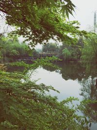 Reflection of trees in river