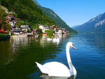 Swan swimming in lake against mountains