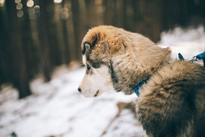 Close-up of sheep relaxing on snow