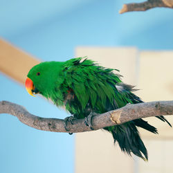 Close-up of bird perching on branch