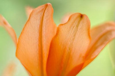 Close-up of orange lily