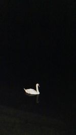 Low angle view of swan flying against sky at night