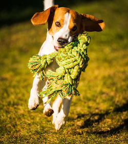 Portrait of dog running on field