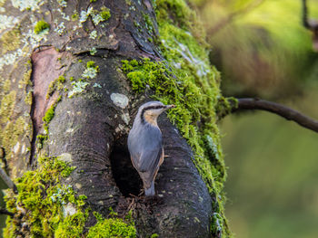 Close-up of bird perching on tree