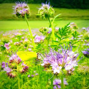 Close-up of purple flowers blooming in field