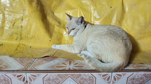 Cat resting on floor at home