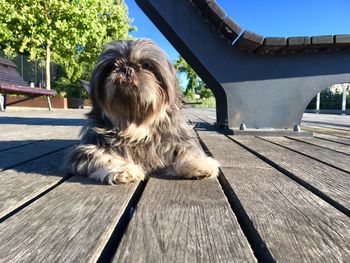 Portrait of dog on bench