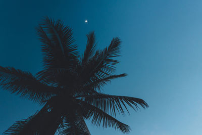 Low angle view of palm tree against blue sky