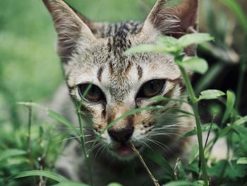 Close-up portrait of a cat