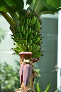 Close-up of fruit growing on tree