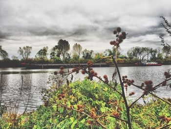 Scenic view of river by trees against sky