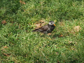 Bird perching on a field