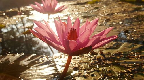 Close-up of red flower