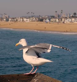 Seagull perching on shore by sea against sky