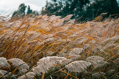 Close-up of fresh plants on field against sky