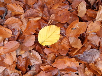 Close-up of dried leaves during autumn