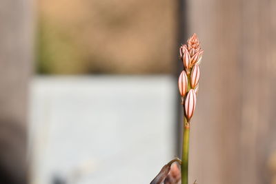 Close-up of flower on plant